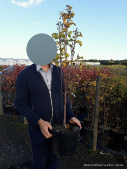 AMELANCHIER alnifolia OBELISK En pot de 10-12 litres