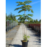 ARALIA elata En pot de 25-30 litres