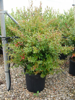 BERBERIS julianae En pot de 15-20 litres