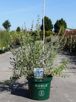 BUDDLEIA alternifolia En pot de 10-12 litres