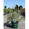 BUDDLEIA alternifolia En pot de 10-12 litres