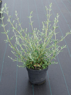 BUDDLEIA alternifolia En pot de 4-5 litres
