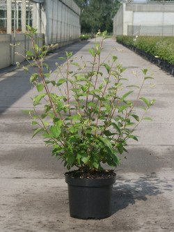 CEANOTHUS delilianus GLOIRE DE VERSAILLES En pot de 3-4 litres