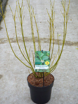 CORNUS sericea FLAVIRAMEA En pot de 4-5 litres