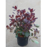 COTINUS coggygria LILLA En pot de 4-5 litres