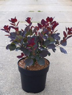 COTINUS coggygria ROYAL PURPLE En pot de 4-5 litres