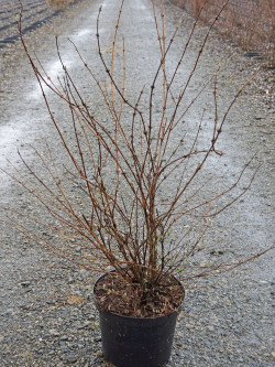 DEUTZIA hybrida MONT ROSE En pot de 10-12 litres