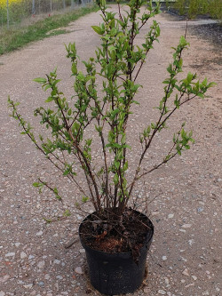 DEUTZIA TOURBILLON ROUGE En pot de 7-10 litres