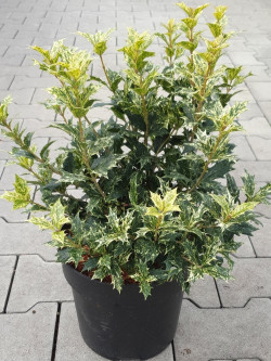 OSMANTHUS heterophyllus TRICOLOR ou GOSHIKI En pot de 7-10 litres