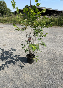 CORYLUS avellana En pot de 10-12 litres