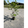 CORYLUS avellana En pot de 10-12 litres