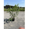 CORYLUS avellana En pot de 15-20 litres