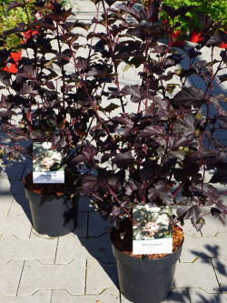 PHYSOCARPUS opulifolius DIABOLO En pot de 4-5 litres