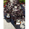 PHYSOCARPUS opulifolius DIABOLO En pot de 4-5 litres