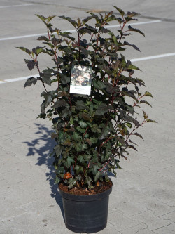 PHYSOCARPUS opulifolius DIABOLO En pot de 10-12 litres