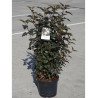 PHYSOCARPUS opulifolius DIABOLO En pot de 10-12 litres