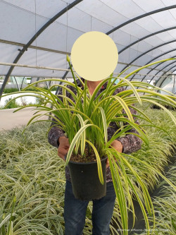 AGAPANTHUS SILVER MOON En pot de 4-5 litres