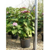 CLERODENDRUM bungei En pot de 25-30 litres