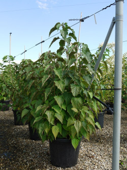 CLERODENDRUM trichotomum En pot de 25-30 litres