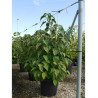 CLERODENDRUM trichotomum En pot de 25-30 litres