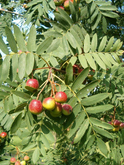 CORMIER ou SORBIER DOMESTIQUE