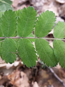 CORMIER ou SORBIER DOMESTIQUE