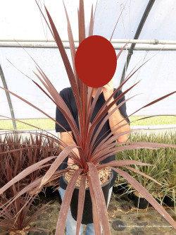 CORDYLINE australis RED STAR En pot de 4-5 litres