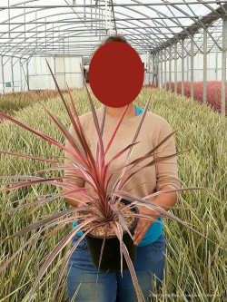 CORDYLINE SOUTHERN SPLENDOUR En pot de 4-5 litres