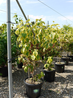CORNUS florida RAINBOW En pot de 15-20 litres