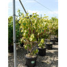 CORNUS florida RAINBOW En pot de 15-20 litres