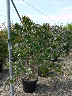 CORNUS florida RUBRA En pot de 25-30 litres