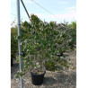 CORNUS florida RUBRA En pot de 25-30 litres