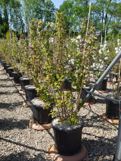 DEUTZIA hybrida PERLE ROSE En pot de 15-20 litres
