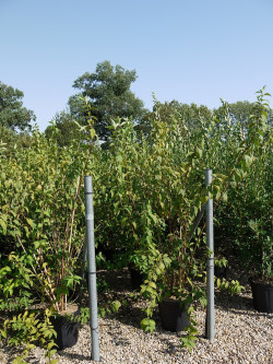 DEUTZIA magnifica En pot de 15-20 litres