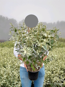 ELAEAGNUS commutata ZEMPIN En pot de 4-5 litres