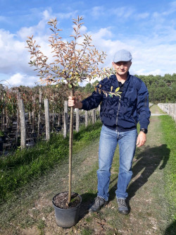 EXOCHORDA macrantha THE BRIDE En pot de 10-12 litres forme tige hauteur du tronc 90-110 cm