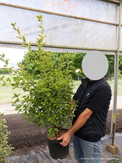 EUONYMUS japonicus AUREOMARGINATUS En pot de 10-12 litres