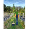 GINKGO biloba En pot de 25-30 litres forme baliveau