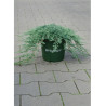 JUNIPERUS horizontalis ICEE BLUE En pot de 4-5 litres