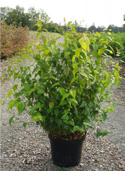 KERRIA japonica GOLDEN GUINEA En pot de 10 litres