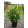 KERRIA japonica GOLDEN GUINEA En pot de 10 litres