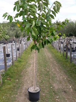 CERISIER En pot de 10-15 litres forme tige hauteur du tronc 110-130 cm