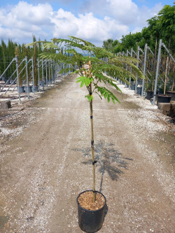 ALBIZIA julibrissin OMBRELLA En pot de 15-20 litres forme tige hauteur du tronc 090-110 cm