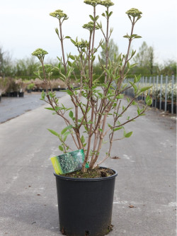 VIBURNUM lantana MOHICAN En pot de 12-15 litres