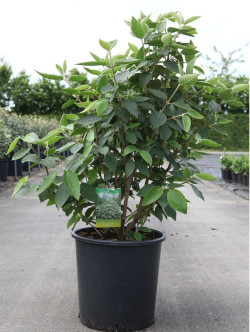 VIBURNUM lantana MOHICAN En pot de 30-35 litres