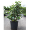 VIBURNUM lantana MOHICAN En pot de 30-35 litres