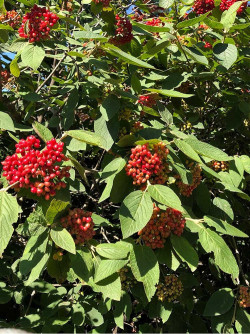VIBURNUM lantana MOHICAN