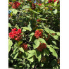 VIBURNUM lantana MOHICAN