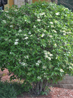 VIBURNUM lantana MOHICAN