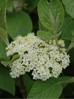 VIBURNUM lantana MOHICAN